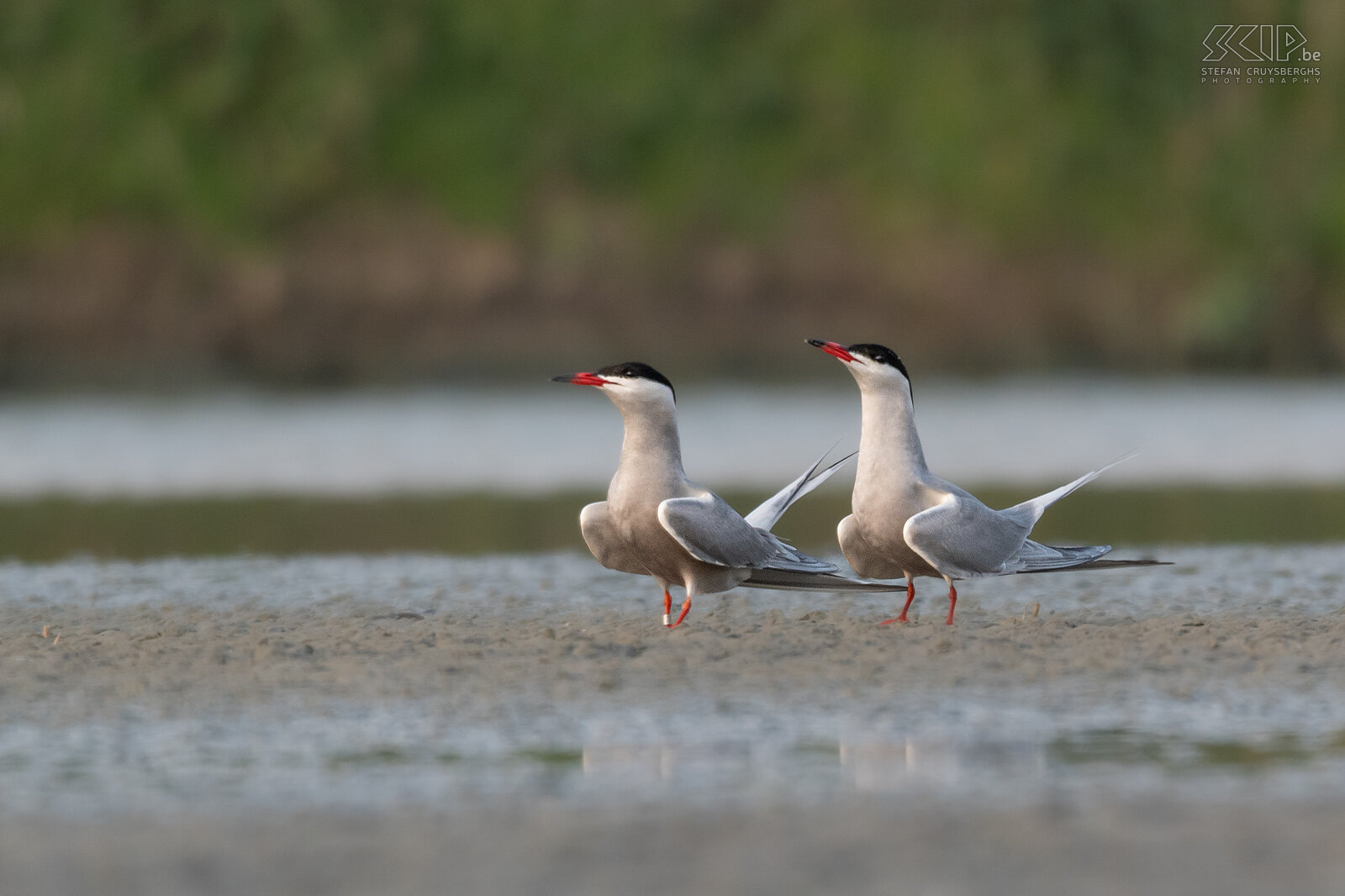 Water birds - Common terns Common tern / Sterna hirundo Stefan Cruysberghs